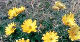 Adonis transsylvanica