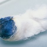 При взаимодействие между нишесте и йод се получава синьо оцветяване