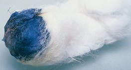 Iodine reacts with the starch, producing a blue colour