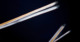 Hair with split ends