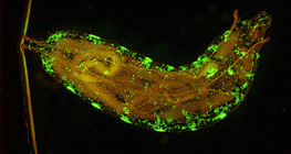 Drosophila larva (genetically modified, with fluorescent cells)