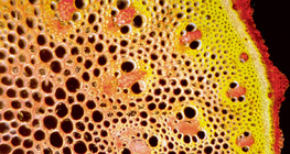 Vascular bundles, cross section (monocot)