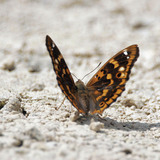 Lesser Purple Emperor