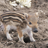 Wild boar piglet