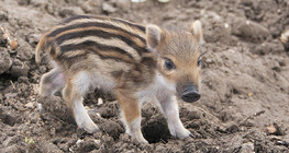 Wild boar piglet