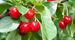 Cherries