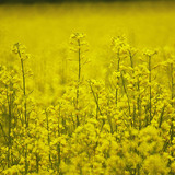 Rapeseed
