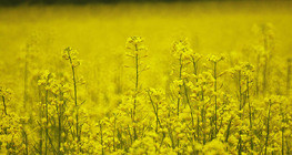 Rapeseed