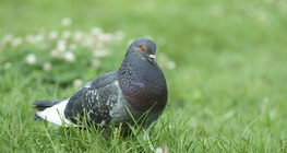 Pigeon
