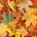 Colourful autumn leaves