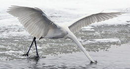 Great egret fishing