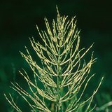 Field horsetail
