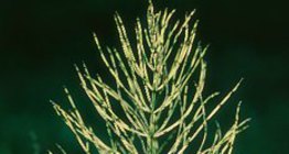 Field horsetail