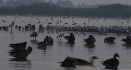 Waterfowl at dusk