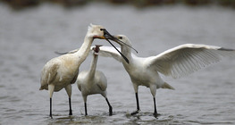 Eurasian spoonbill feeding chicks