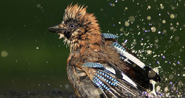 Eurasian jay bathing