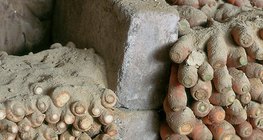 Storage of root vegetables