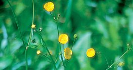 Meadow buttercup