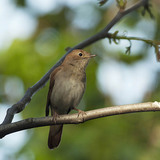 Common nightingale