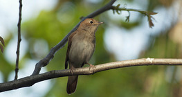 Common nightingale