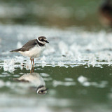 Little ringed plover