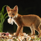 Fox cub with kill