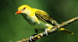 Eurasian golden oriole