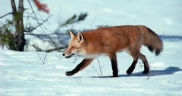 Fox