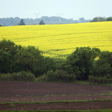 Field of rapeseed