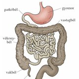 A vékony- és a vastagbél