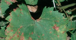 Vine leaves infected with mildew