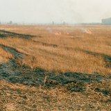 Изгаряне на стърнища