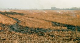 Stubble burning