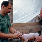 Ветеринар по време на работа