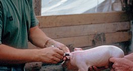 The veterinarian at work