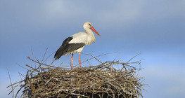 White stork on nest