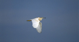 Heron flying