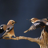 Eurasian jays