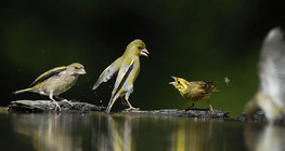 European greenfinch and Yellowhammer