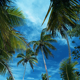 Palm trees on a tropical island