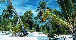 Palm trees on a tropical island