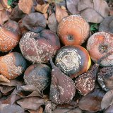 Monilinia-infested fruits: apple, pear, plum