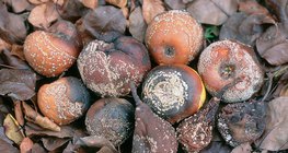 Monilinia-infested fruits: apple, pear, plum