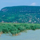Reed bed at Lake Balaton