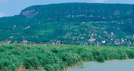 Reed bed at Lake Balaton