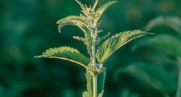 Stinging nettle
