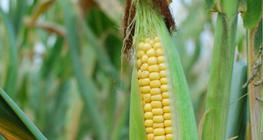 Corn