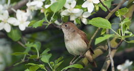Common nightingale