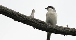Lesser grey shrike