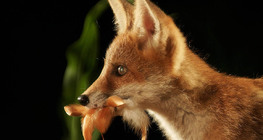 Fox cub
